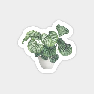 Potted Calathea Plant Sticker